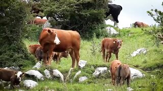 Эротическое ранчо (С переводом)